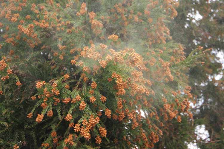 花粉症のメージ写真